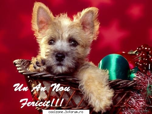 felicitari pentru de paste craciun si zile  felicitari virtuale